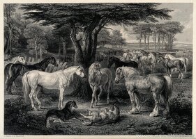 A_group_of_horses_in_a_paddock_in_a_forest_with_foals_playin_Wellcome_V0021815.jpg